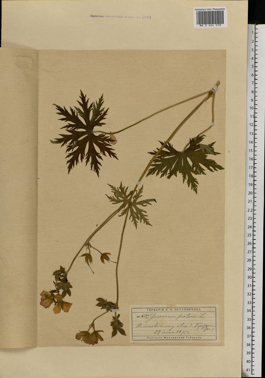 Geranium pratense L., Eastern Europe, Moscow region (E4a) (Russia)