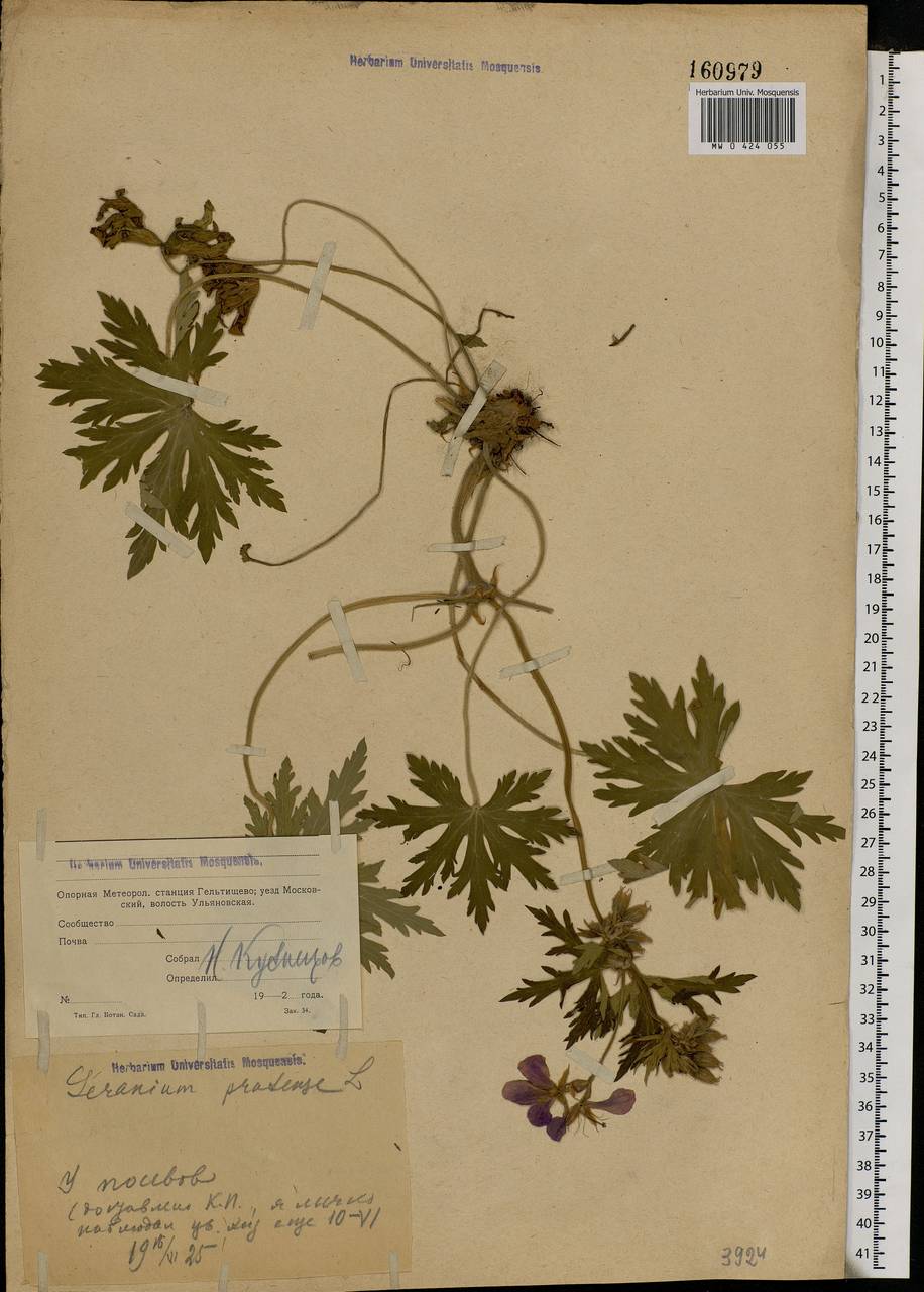 Geranium pratense L., Eastern Europe, Moscow region (E4a) (Russia)