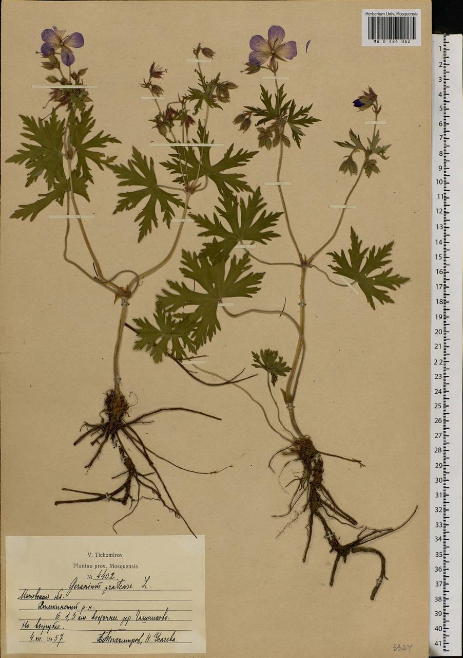 Geranium pratense L., Eastern Europe, Moscow region (E4a) (Russia)