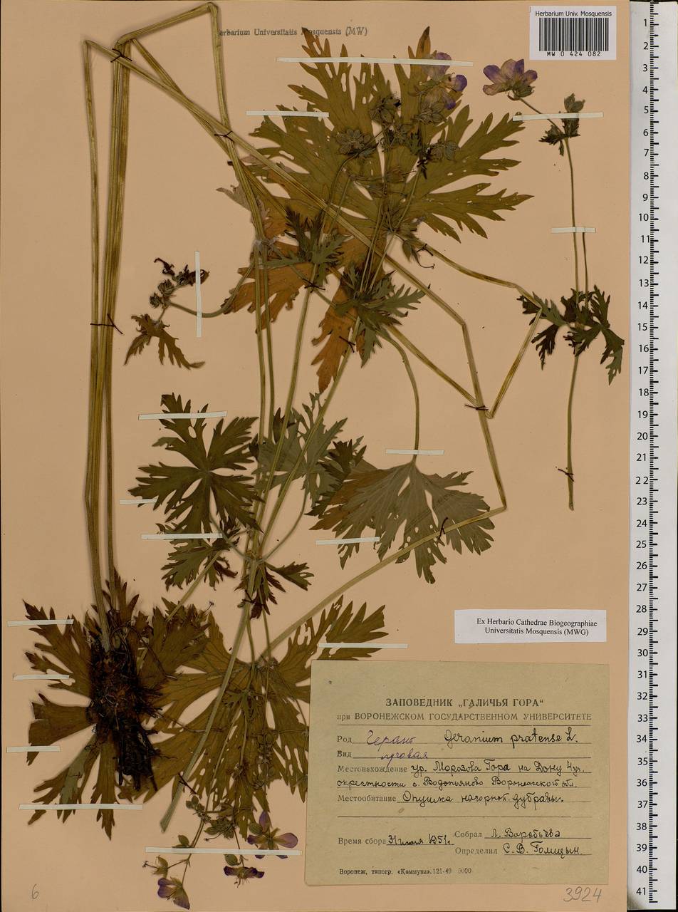 Geranium pratense L., Eastern Europe, Central forest-and-steppe region (E6) (Russia)