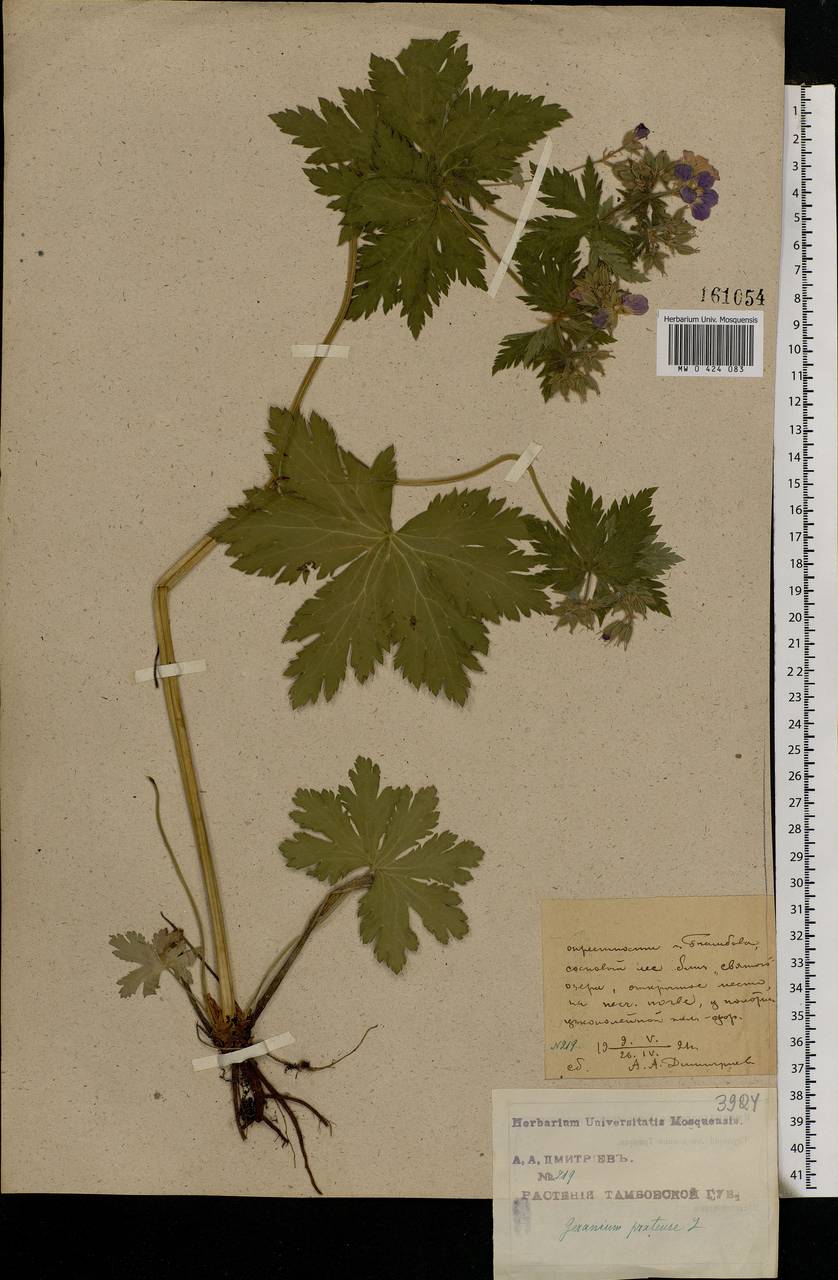 Geranium pratense L., Eastern Europe, Central forest-and-steppe region (E6) (Russia)