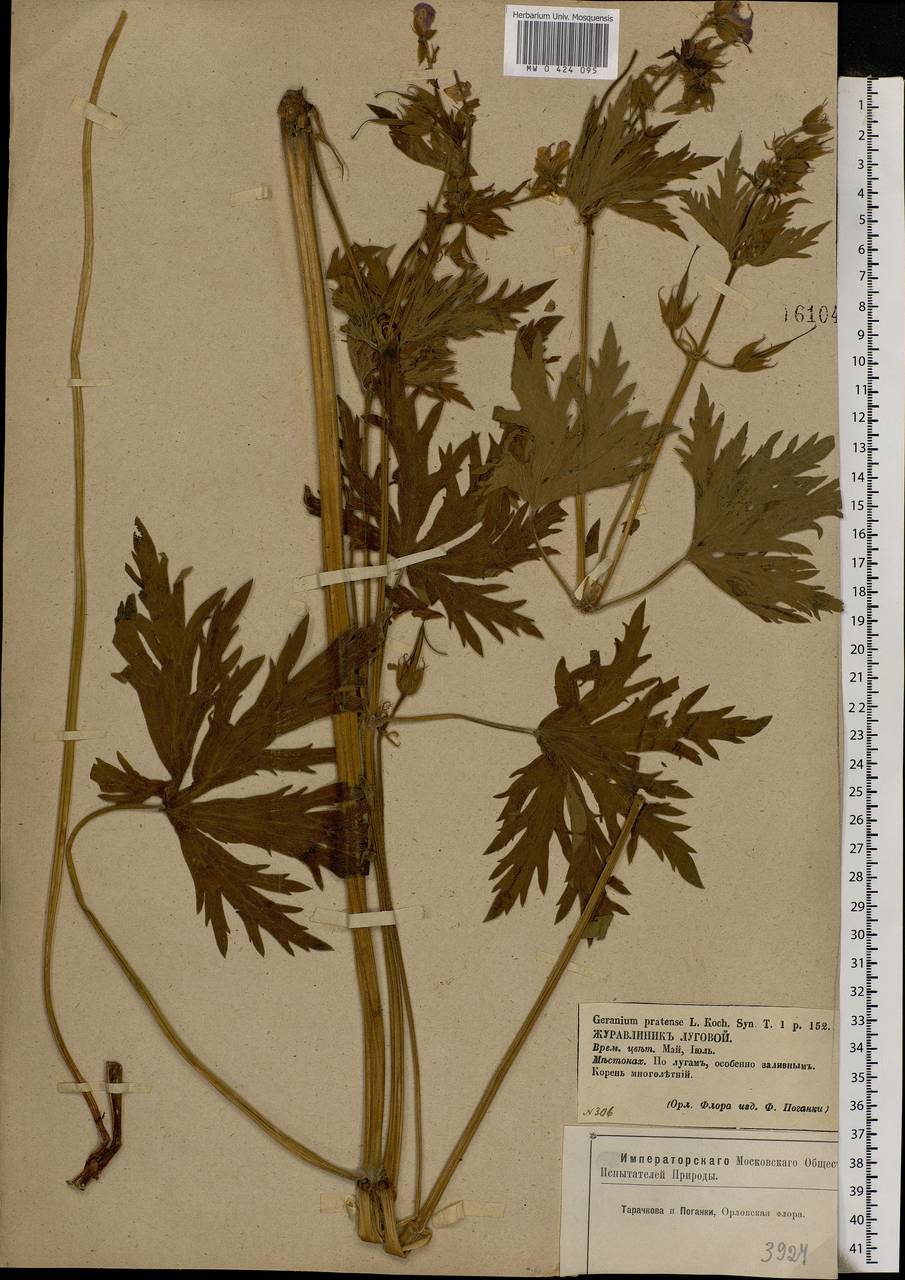 Geranium pratense L., Eastern Europe, Central forest-and-steppe region (E6) (Russia)