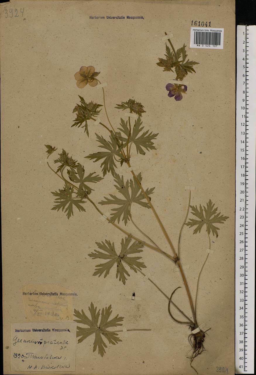 Geranium pratense L., Eastern Europe, Central forest-and-steppe region (E6) (Russia)