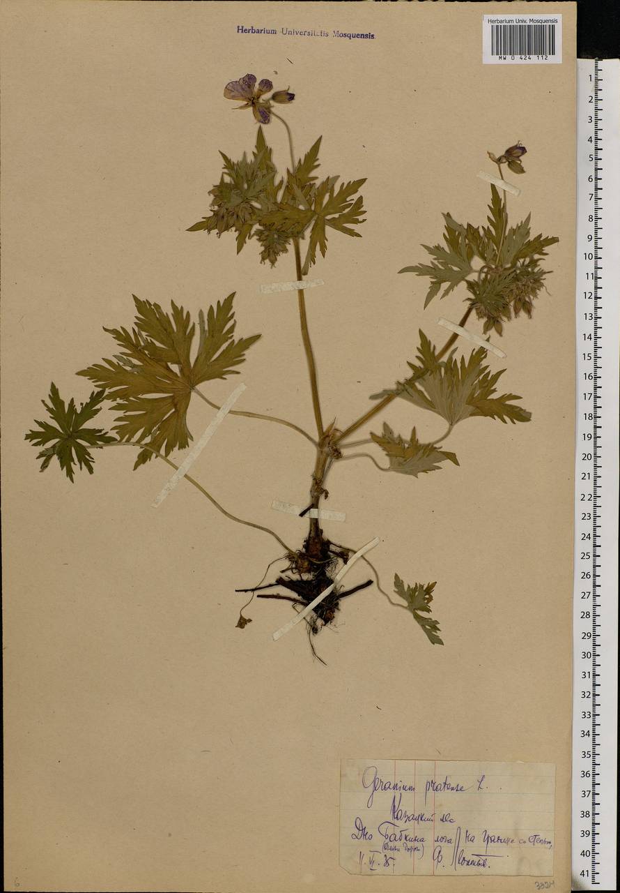 Geranium pratense L., Eastern Europe, Central forest-and-steppe region (E6) (Russia)