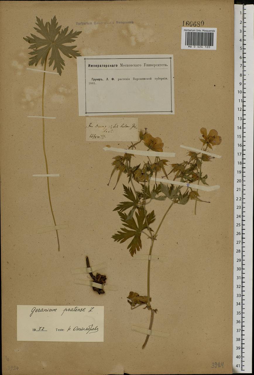 Geranium pratense L., Eastern Europe, Central forest-and-steppe region (E6) (Russia)