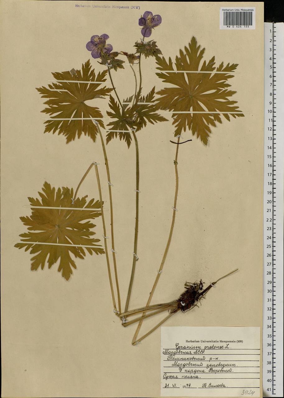 Geranium pratense L., Eastern Europe, Middle Volga region (E8) (Russia)