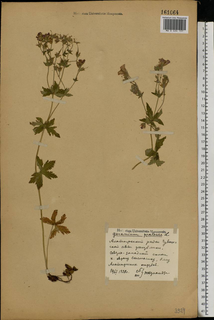 Geranium pratense L., Eastern Europe, Middle Volga region (E8) (Russia)
