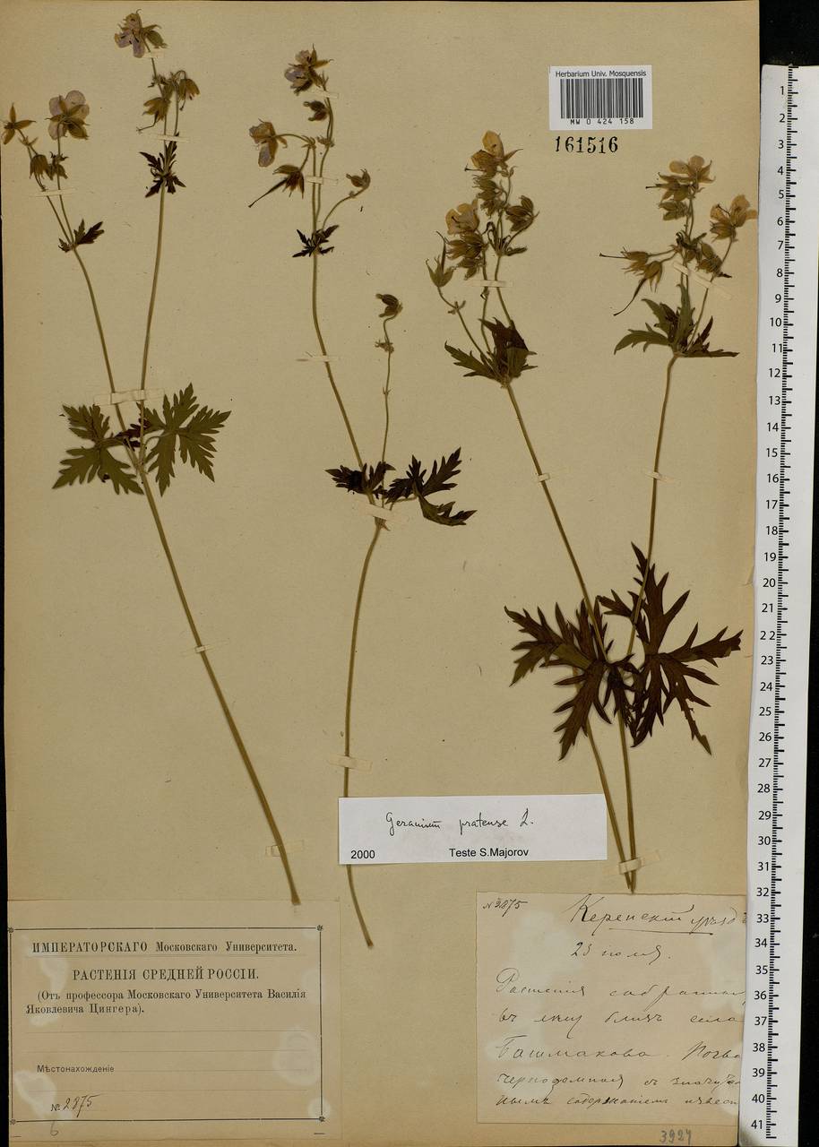 Geranium pratense L., Eastern Europe, Middle Volga region (E8) (Russia)