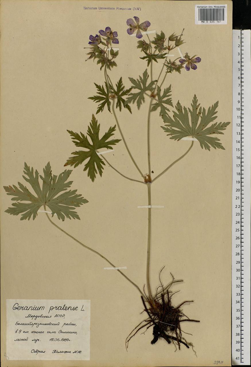 Geranium pratense L., Eastern Europe, Middle Volga region (E8) (Russia)