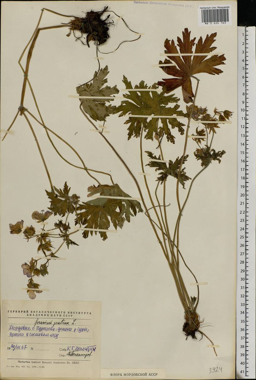 Geranium pratense L., Eastern Europe, Middle Volga region (E8) (Russia)