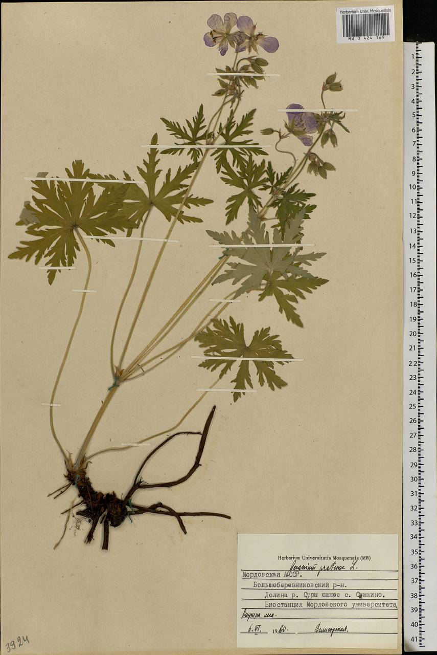 Geranium pratense L., Eastern Europe, Middle Volga region (E8) (Russia)