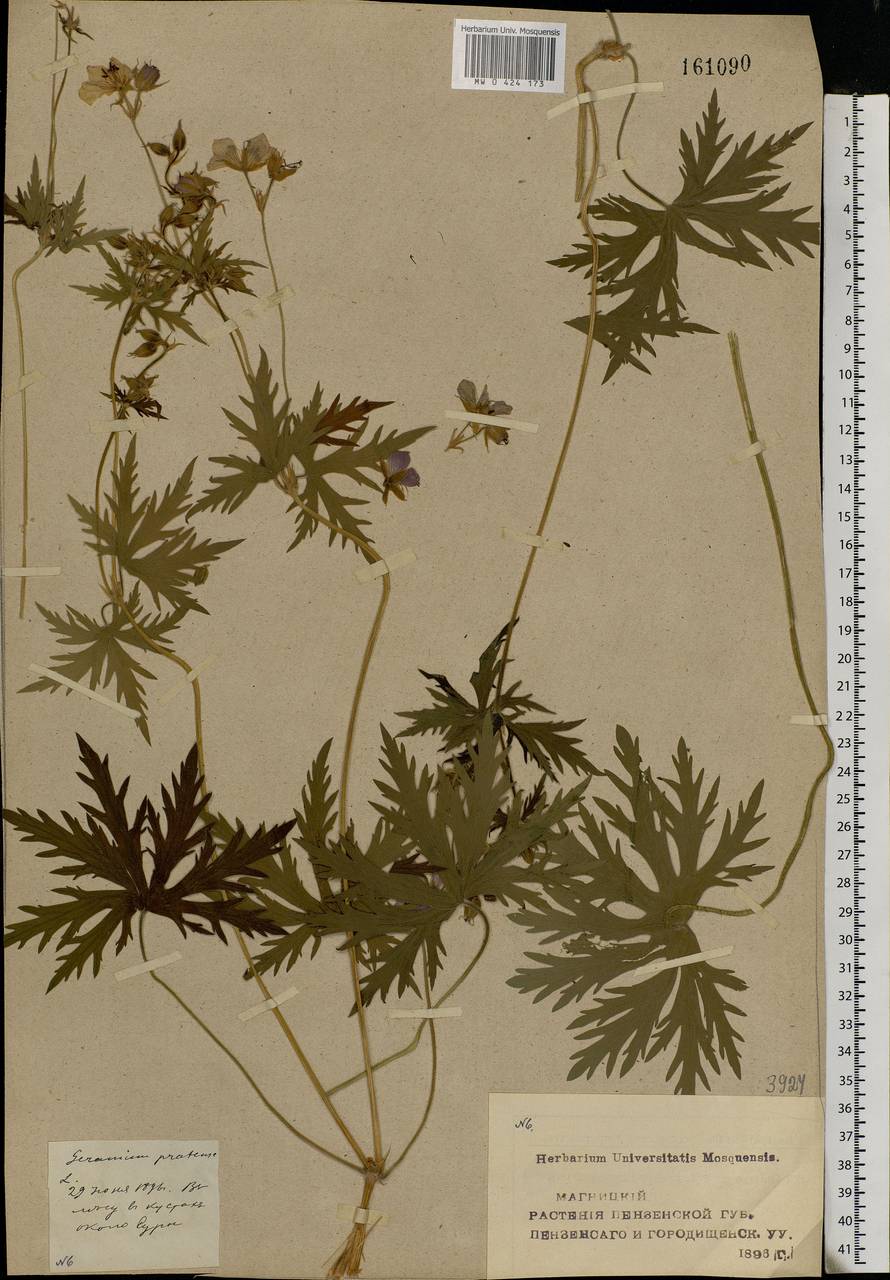 Geranium pratense L., Eastern Europe, Middle Volga region (E8) (Russia)