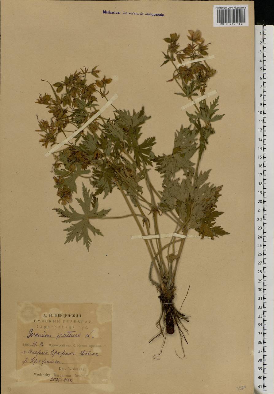 Geranium pratense L., Eastern Europe, Middle Volga region (E8) (Russia)