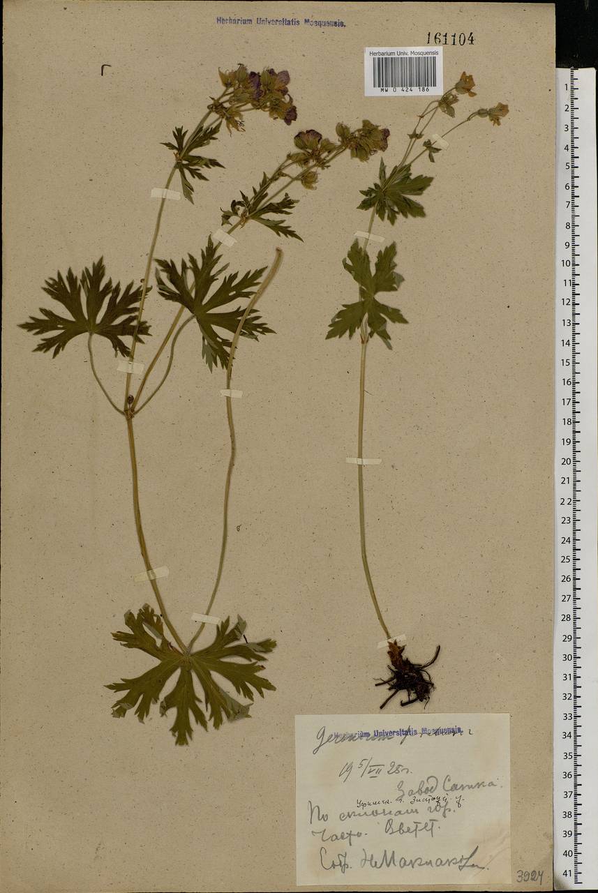 Geranium pratense L., Eastern Europe, Eastern region (E10) (Russia)