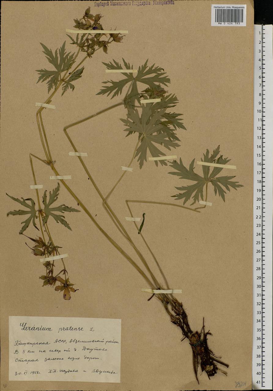 Geranium pratense L., Eastern Europe, Eastern region (E10) (Russia)