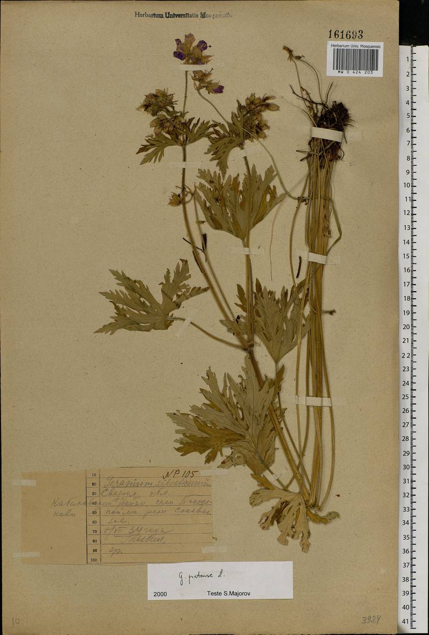 Geranium pratense L., Eastern Europe, Eastern region (E10) (Russia)