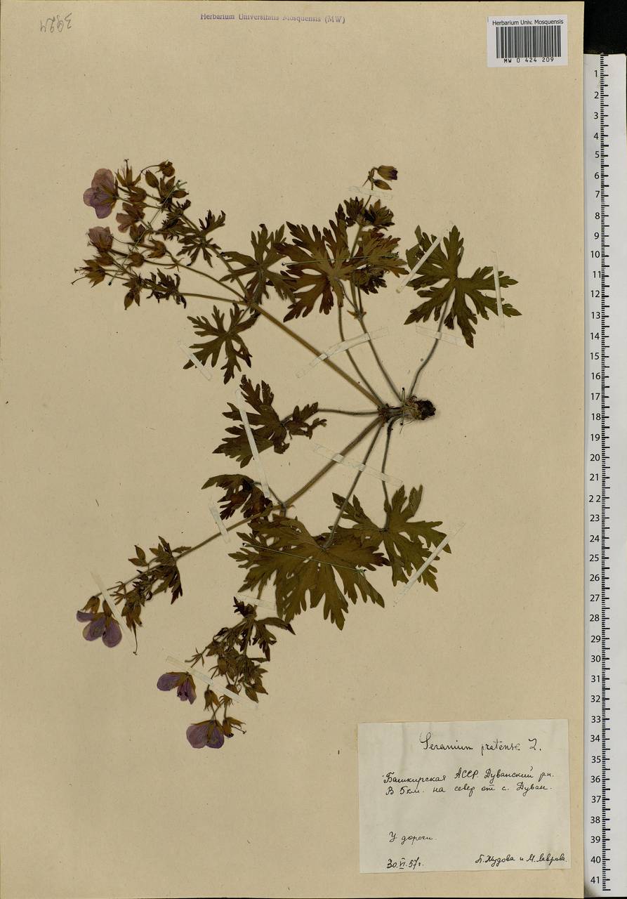 Geranium pratense L., Eastern Europe, Eastern region (E10) (Russia)
