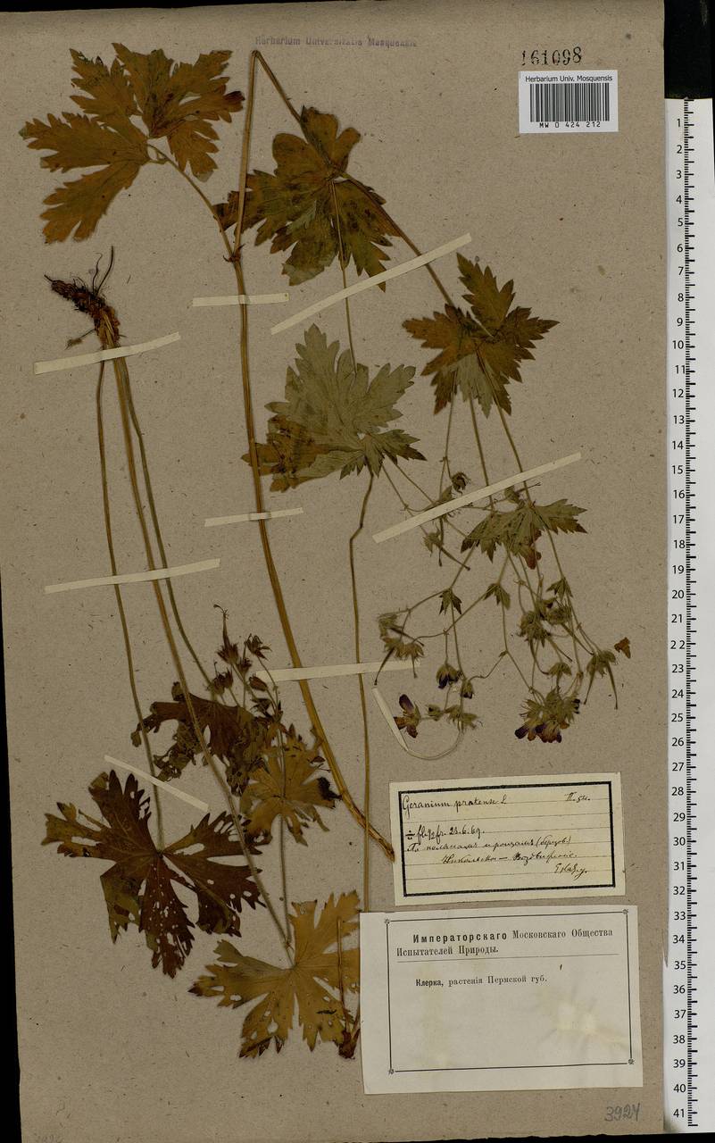 Geranium pratense L., Eastern Europe, Eastern region (E10) (Russia)