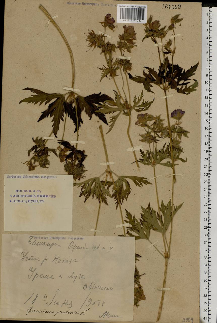 Geranium pratense L., Eastern Europe, Eastern region (E10) (Russia)