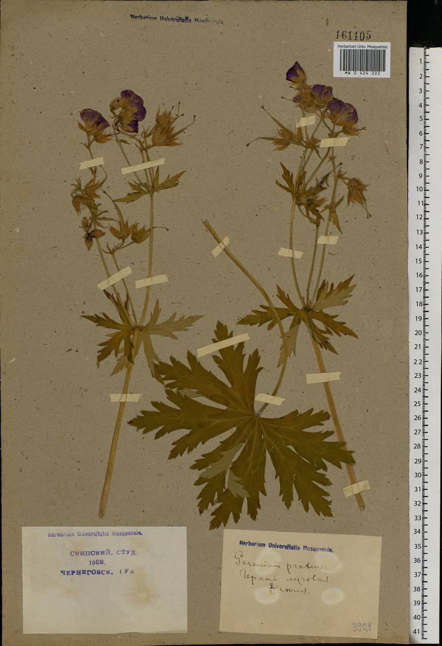 Geranium pratense L., Eastern Europe, North Ukrainian region (E11) (Ukraine)