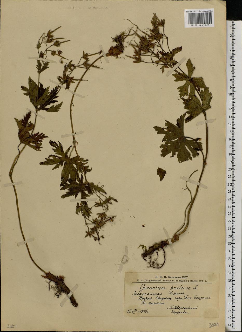 Geranium pratense L., Eastern Europe, West Ukrainian region (E13) (Ukraine)