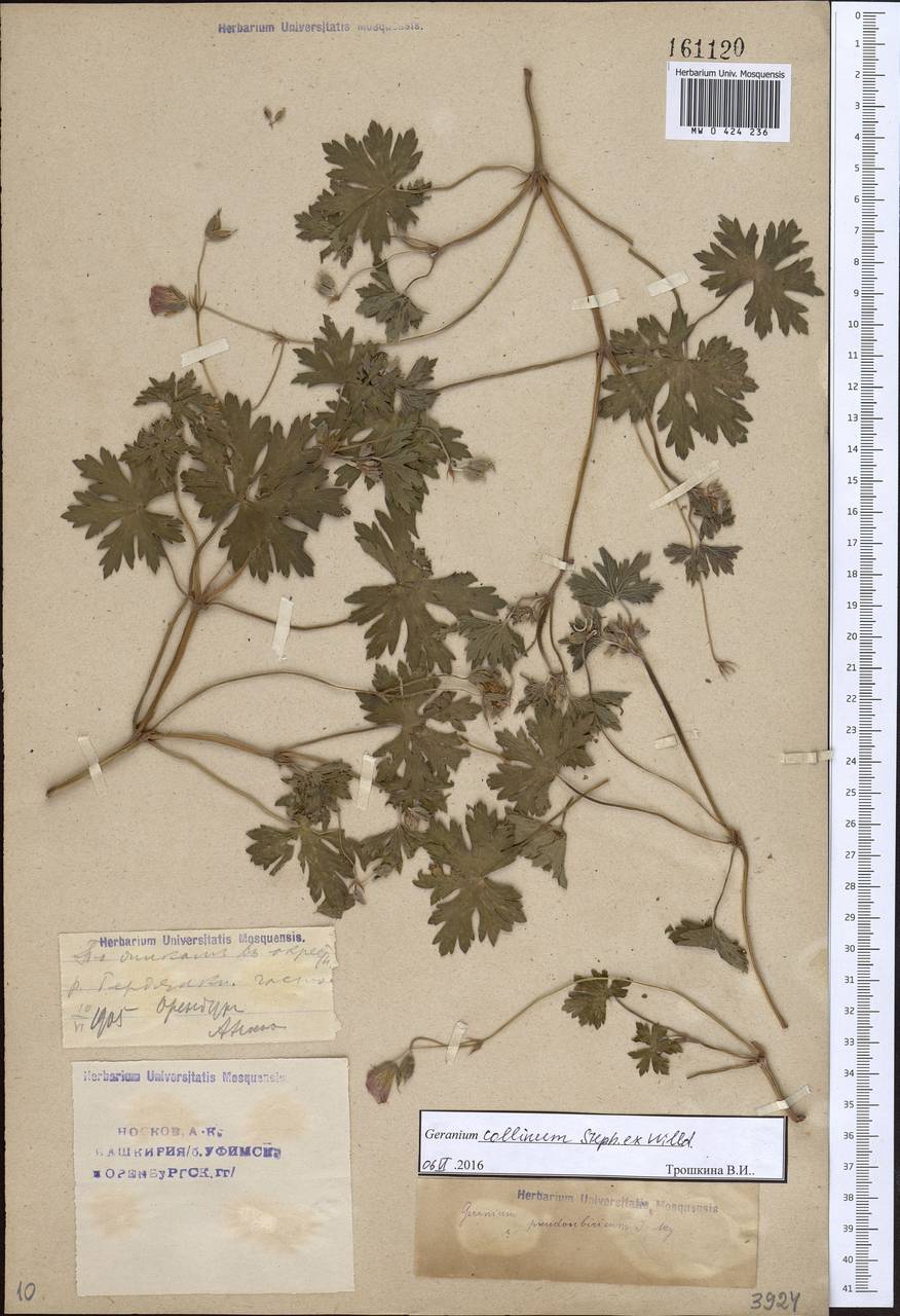 Geranium collinum Stephan ex Willd., Eastern Europe, Eastern region (E10) (Russia)