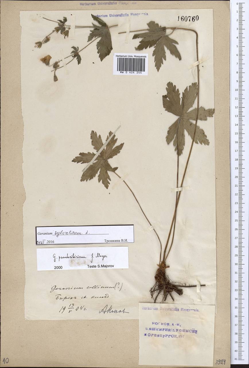 Geranium sylvaticum L., Eastern Europe, Eastern region (E10) (Russia)