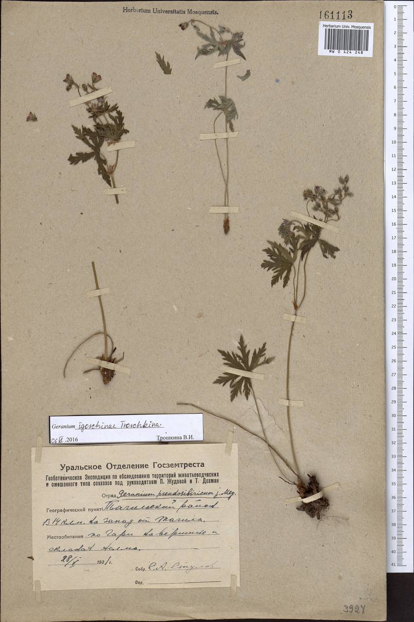 Geranium pseudosibiricum J. Mayer, Eastern Europe, Eastern region (E10) (Russia)