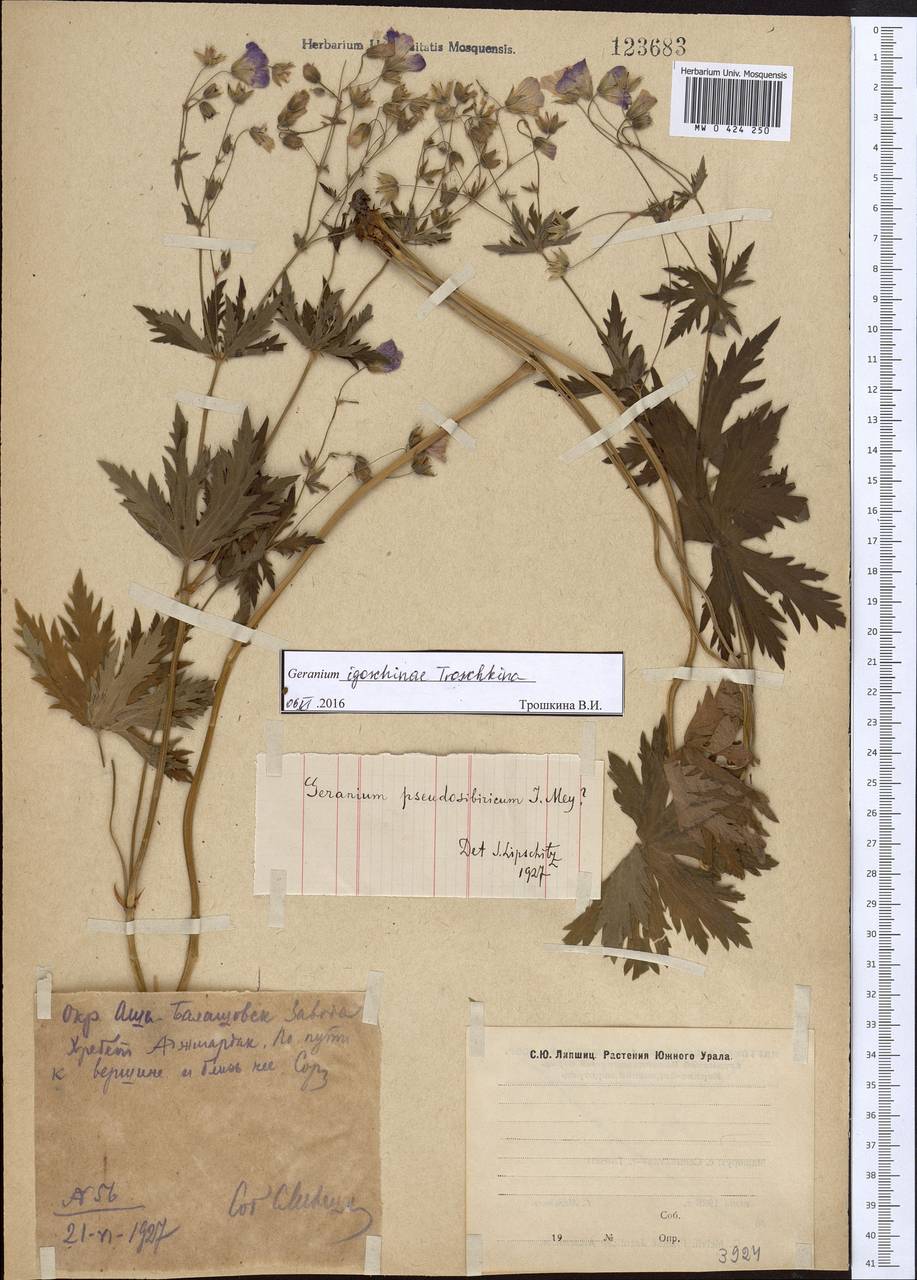 Geranium pseudosibiricum J. Mayer, Eastern Europe, Eastern region (E10) (Russia)