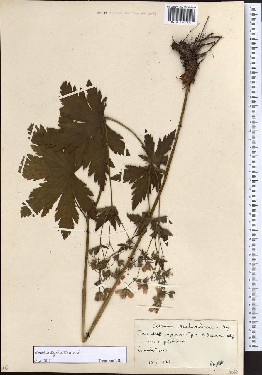 Geranium sylvaticum L., Eastern Europe, Eastern region (E10) (Russia)