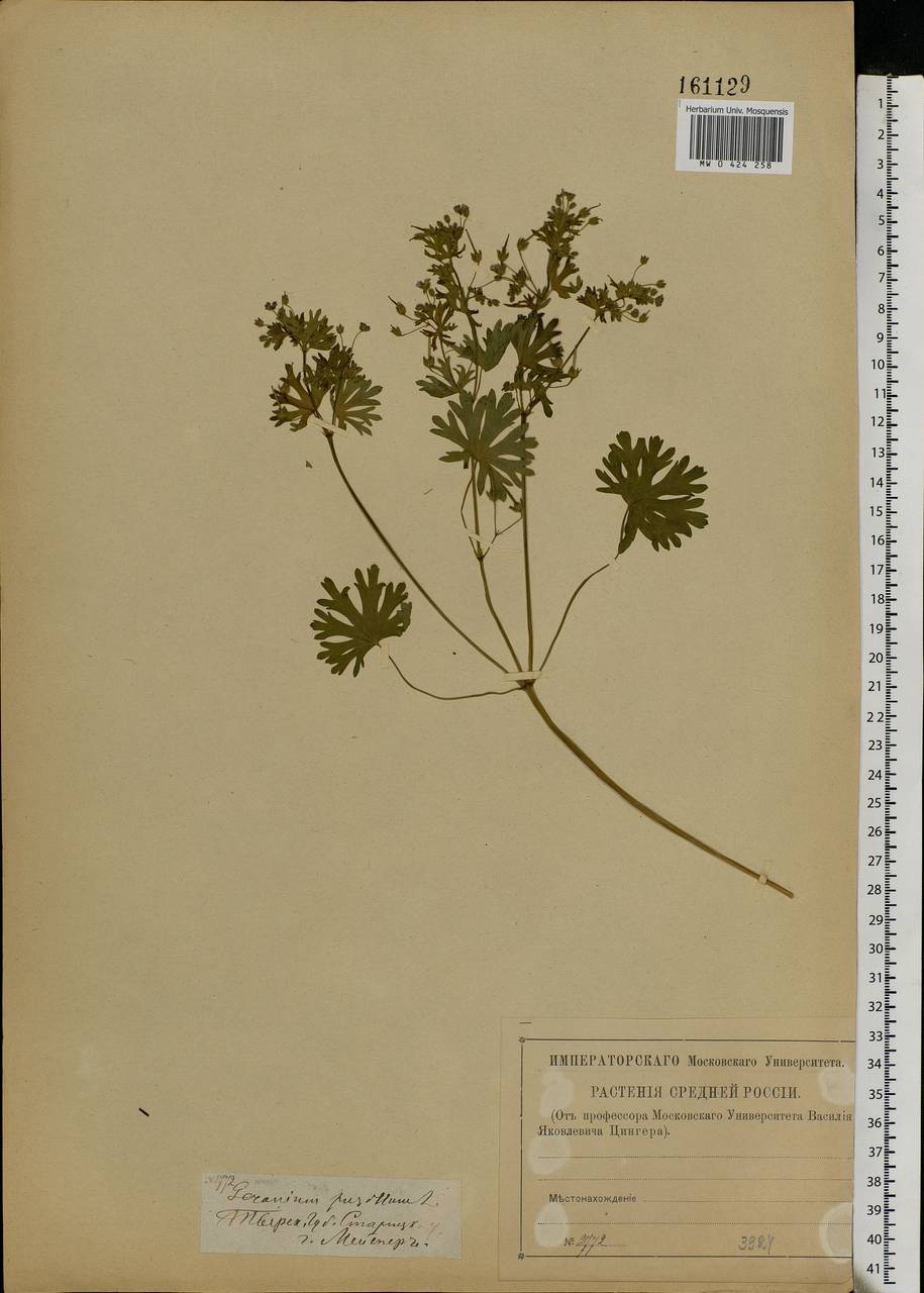 Geranium pusillum L., Eastern Europe, North-Western region (E2) (Russia)