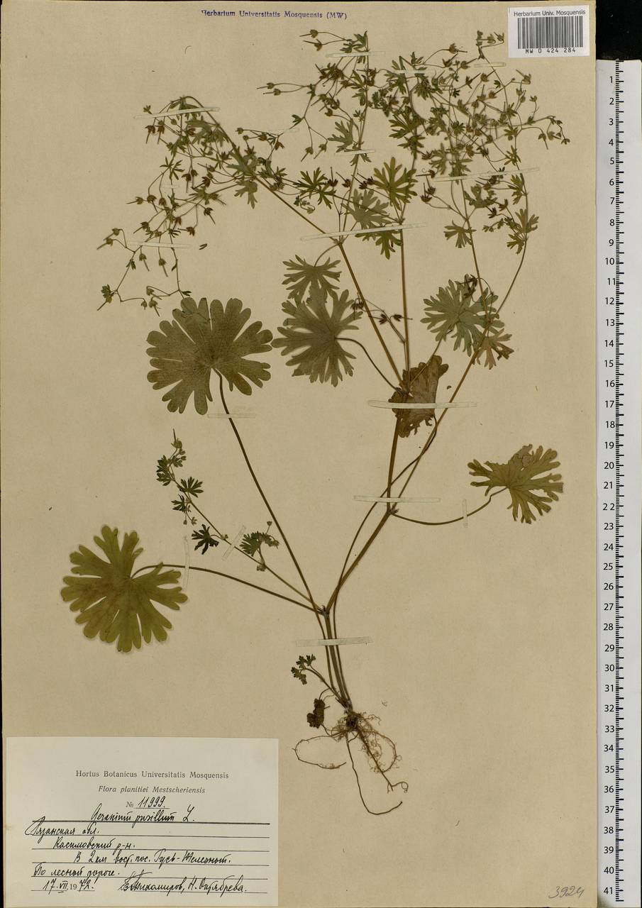 Geranium pusillum L., Eastern Europe, Central region (E4) (Russia)