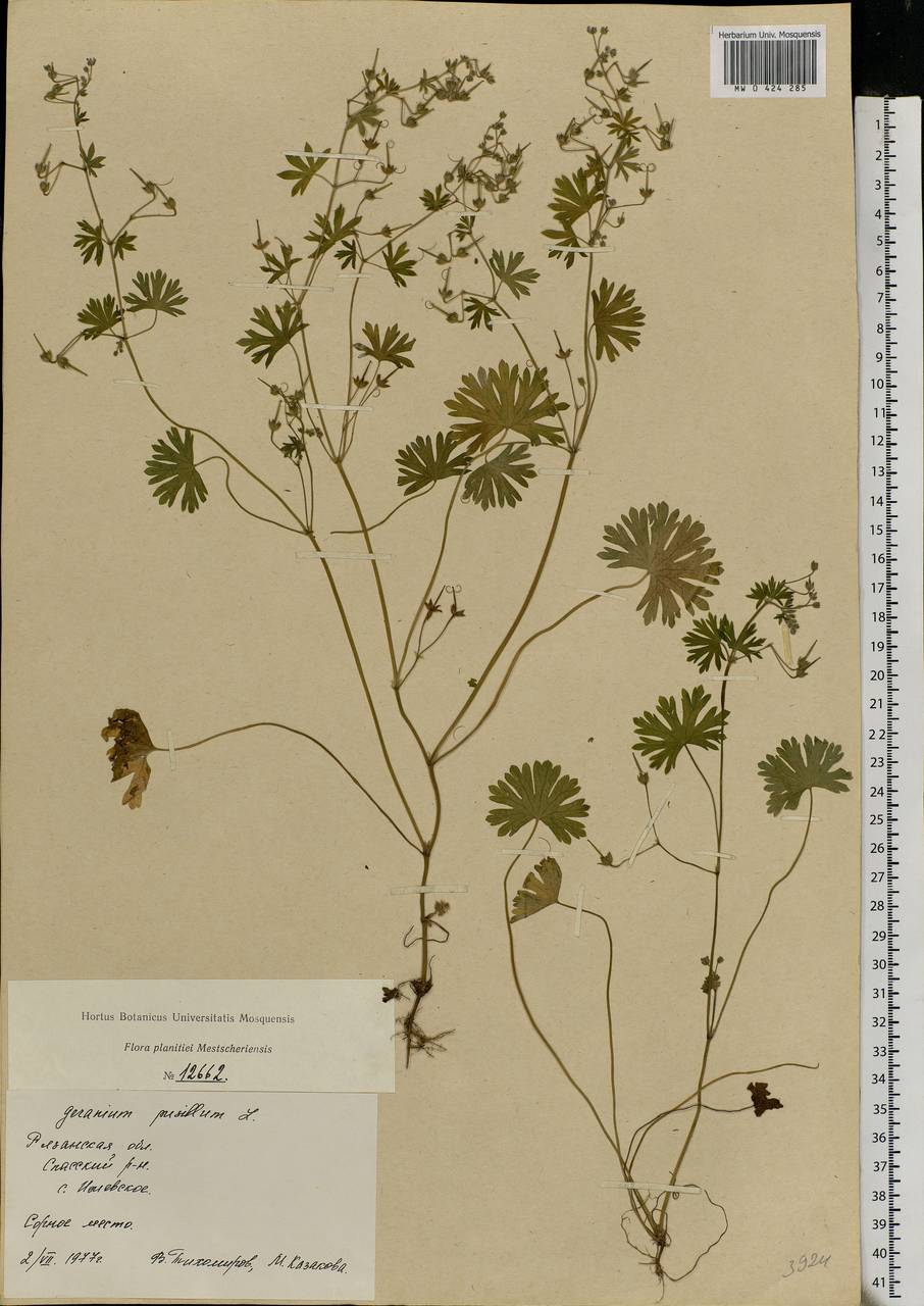 Geranium pusillum L., Eastern Europe, Central region (E4) (Russia)
