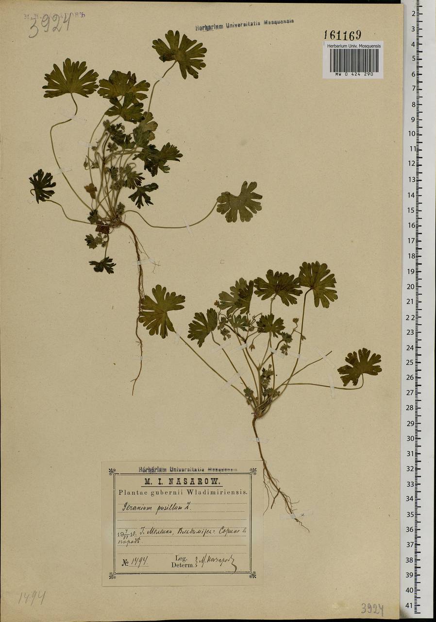 Geranium pusillum L., Eastern Europe, Central region (E4) (Russia)