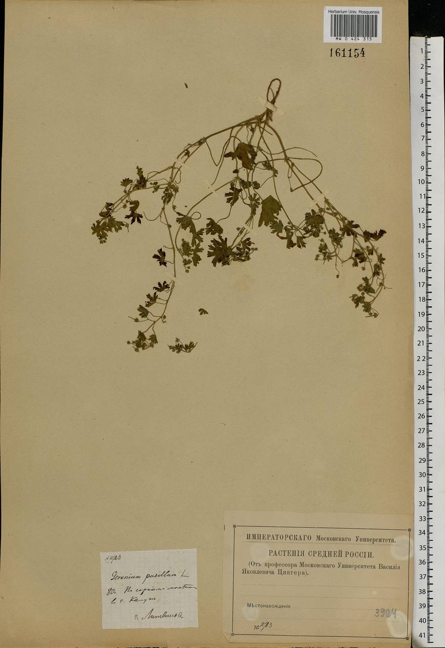 Geranium pusillum L., Eastern Europe, Central region (E4) (Russia)
