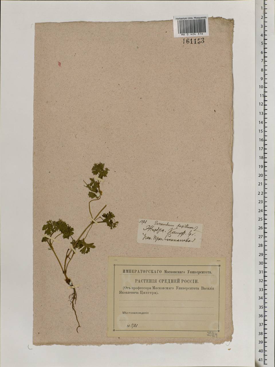 Geranium pusillum L., Eastern Europe, Central region (E4) (Russia)