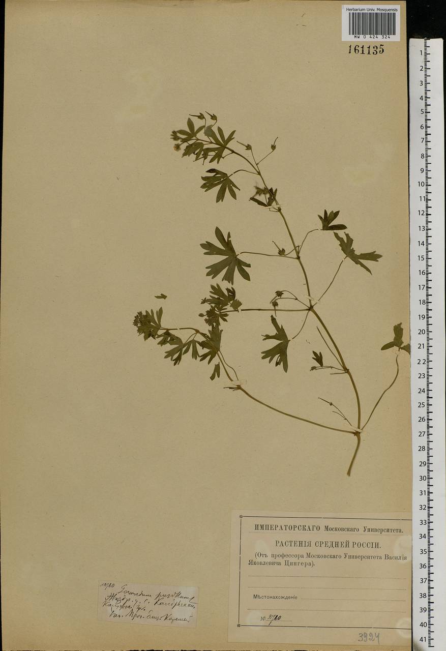 Geranium pusillum L., Eastern Europe, Central region (E4) (Russia)
