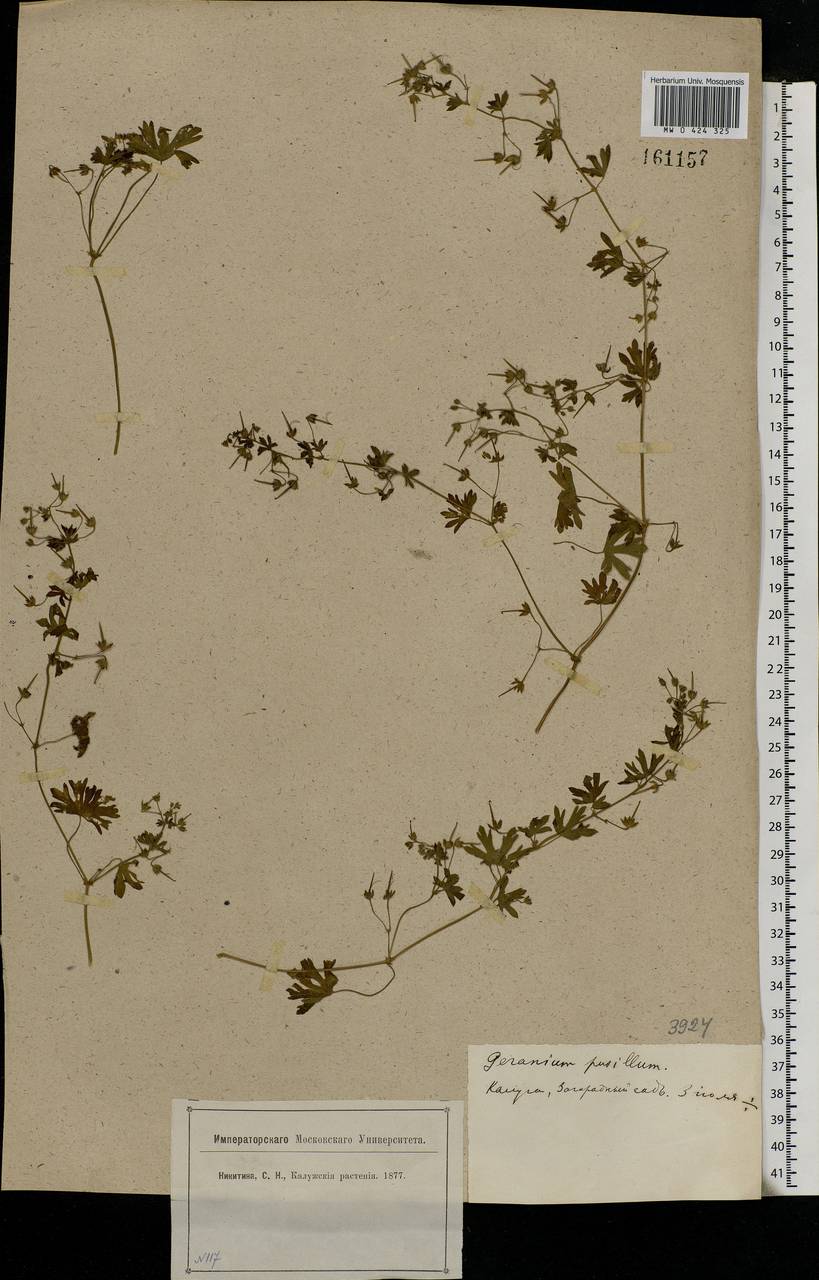 Geranium pusillum L., Eastern Europe, Central region (E4) (Russia)