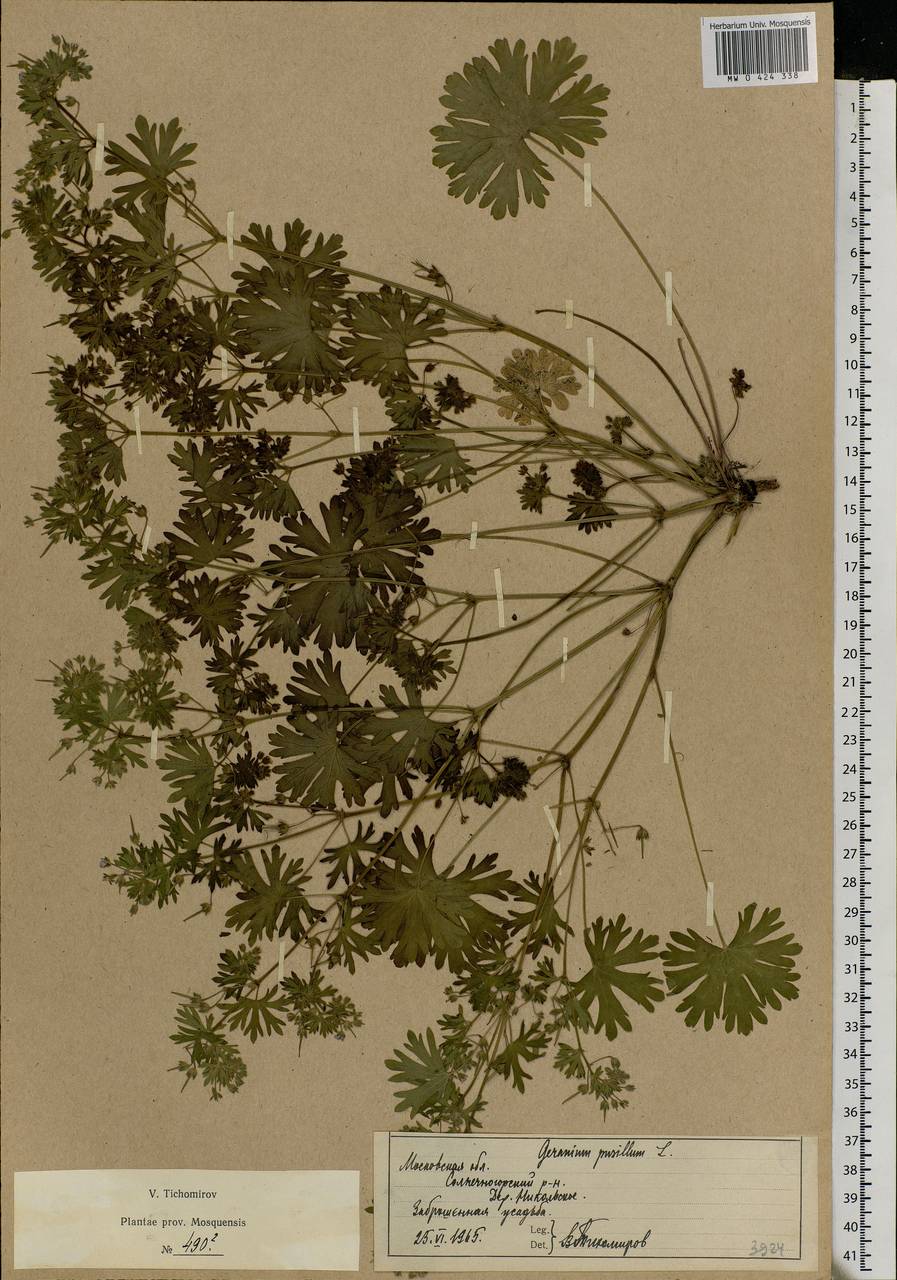 Geranium pusillum L., Eastern Europe, Moscow region (E4a) (Russia)