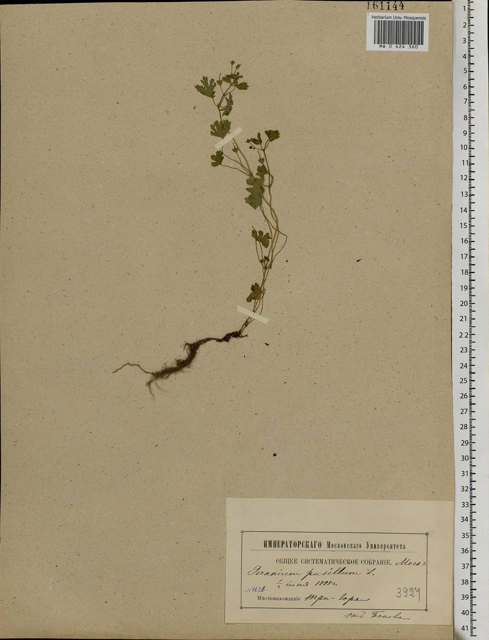 Geranium pusillum L., Eastern Europe, Moscow region (E4a) (Russia)