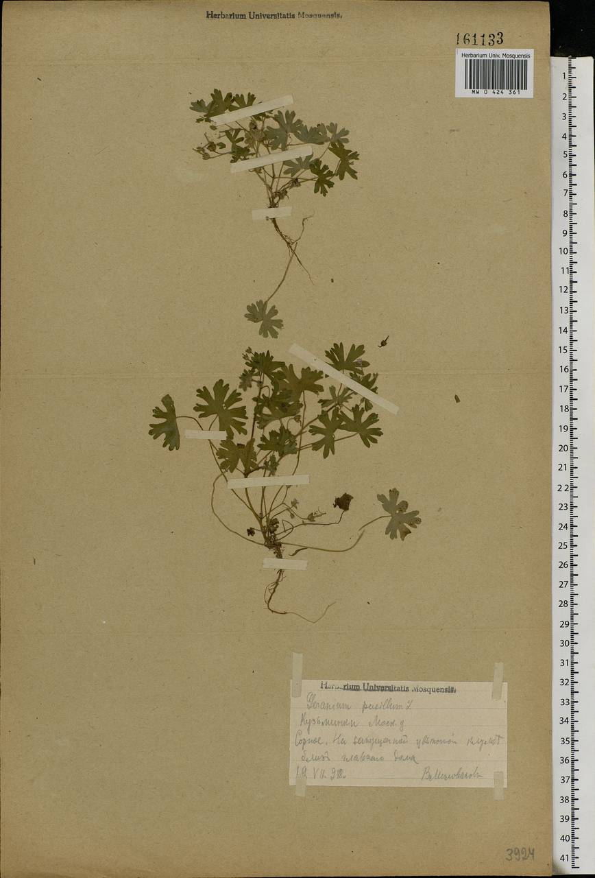 Geranium pusillum L., Eastern Europe, Moscow region (E4a) (Russia)