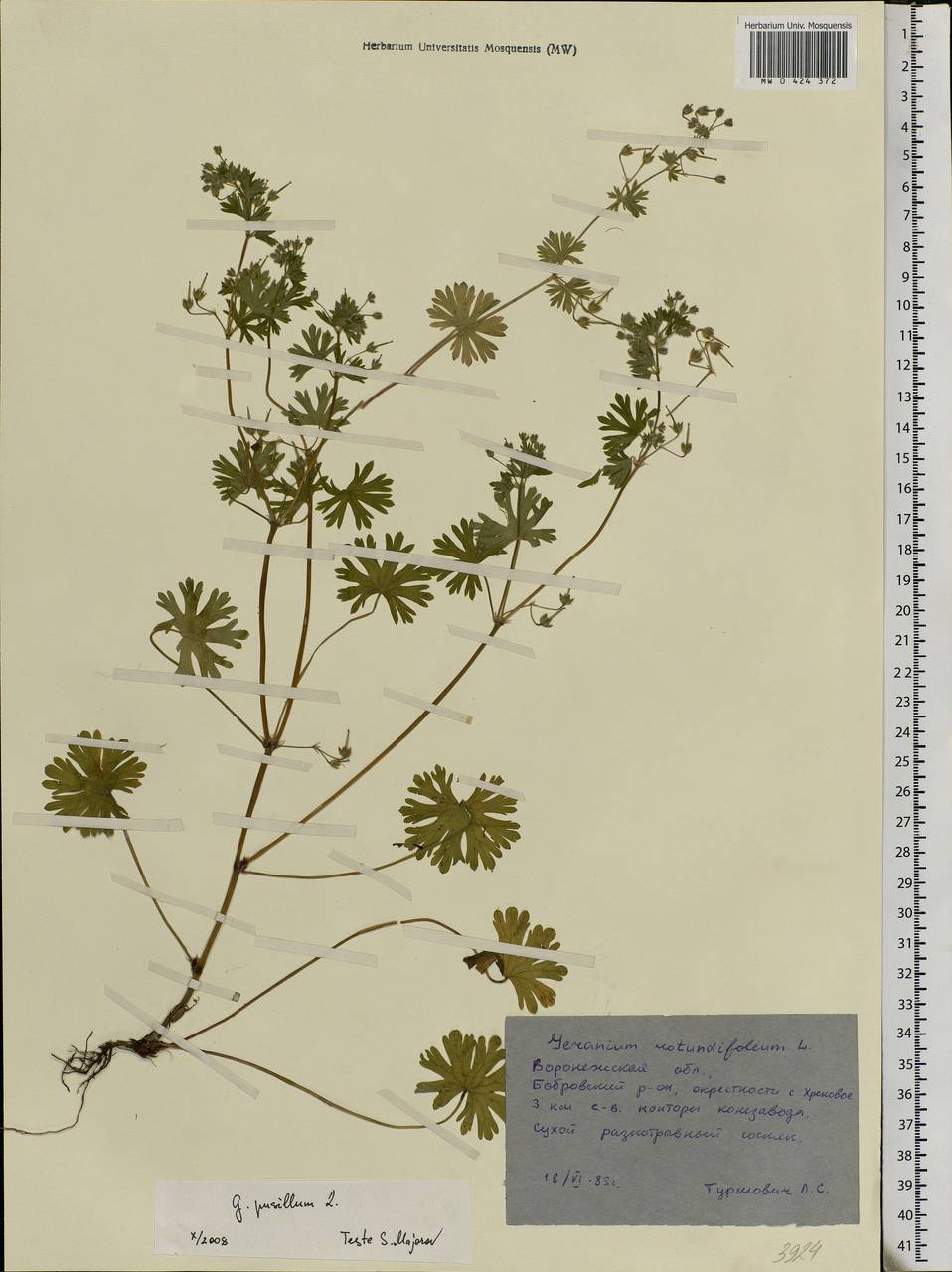 Geranium pusillum L., Eastern Europe, Central forest-and-steppe region (E6) (Russia)