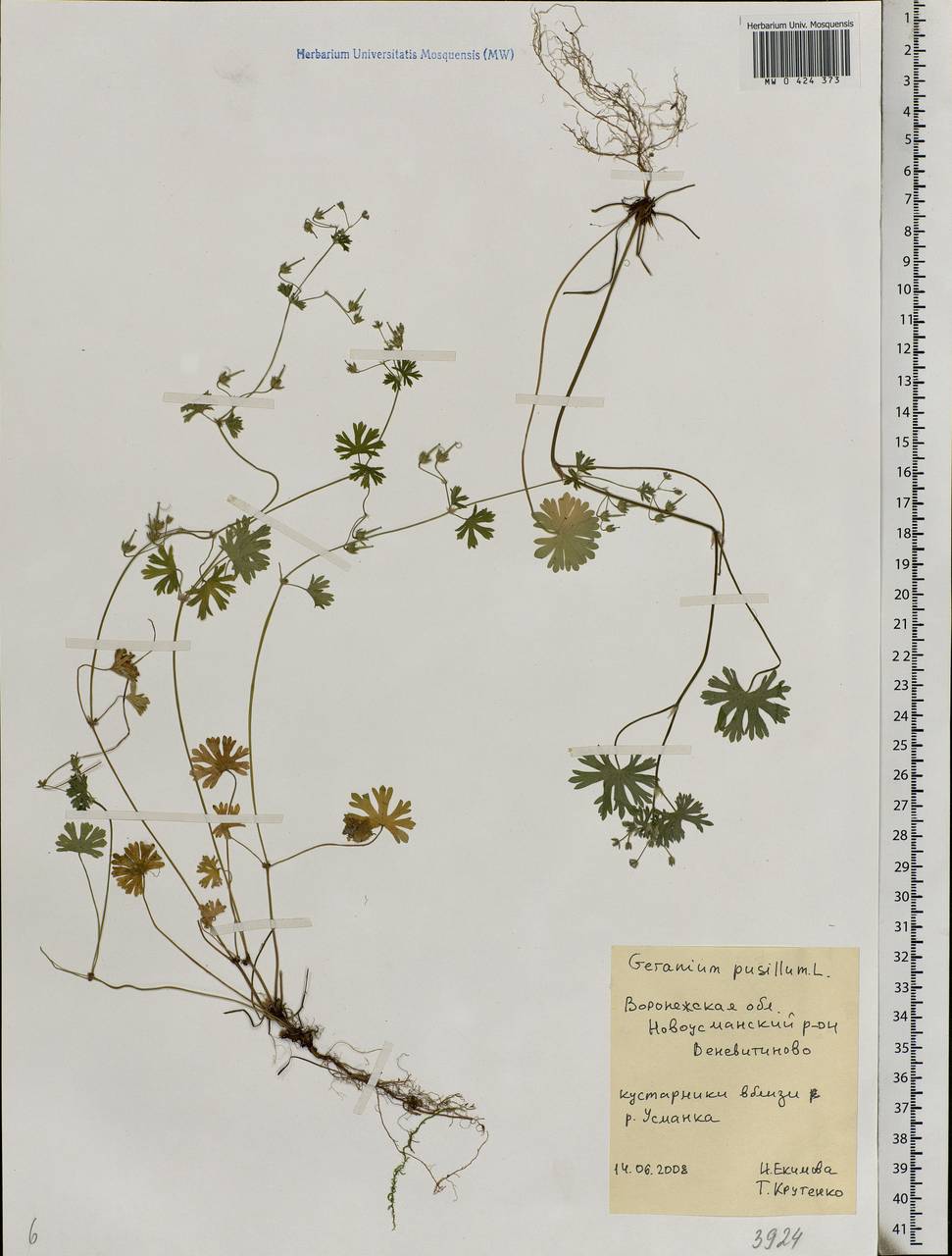 Geranium pusillum L., Eastern Europe, Central forest-and-steppe region (E6) (Russia)