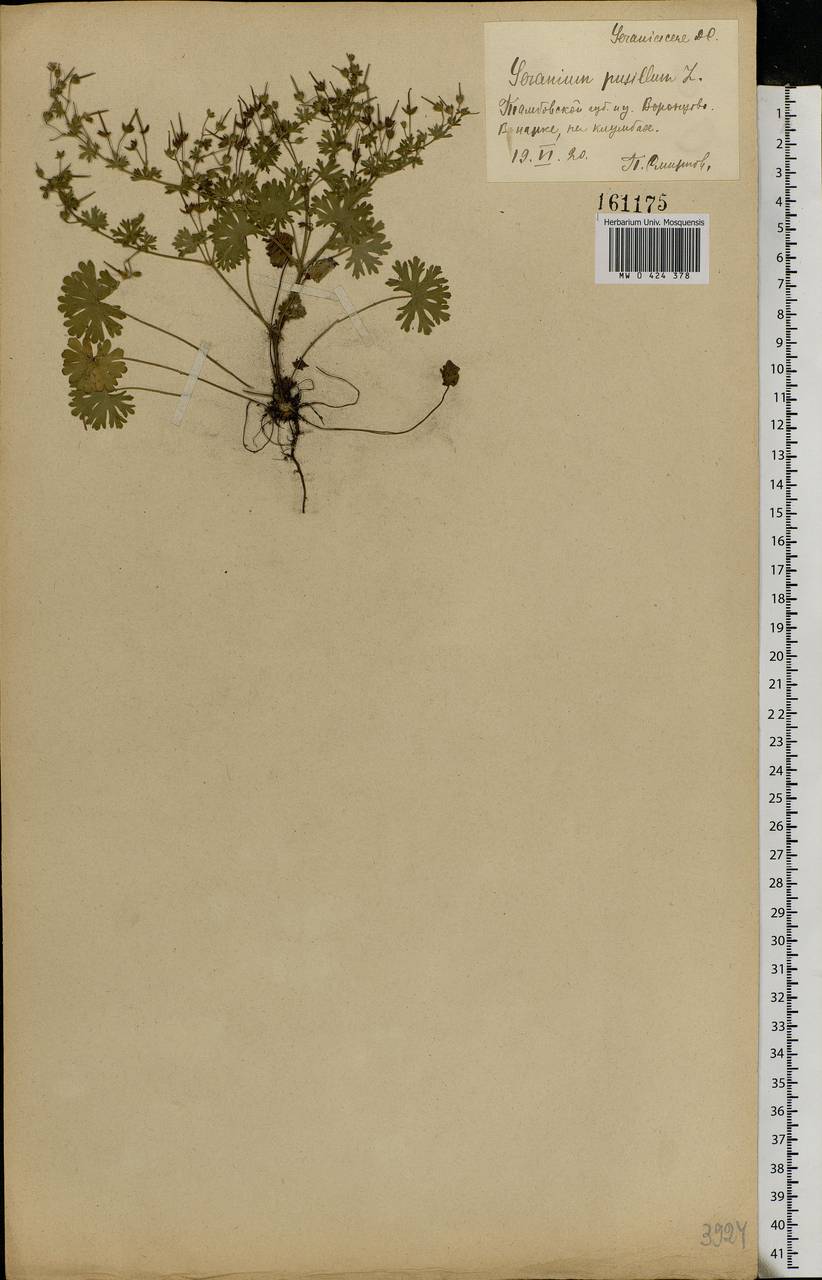 Geranium pusillum L., Eastern Europe, Central forest-and-steppe region (E6) (Russia)