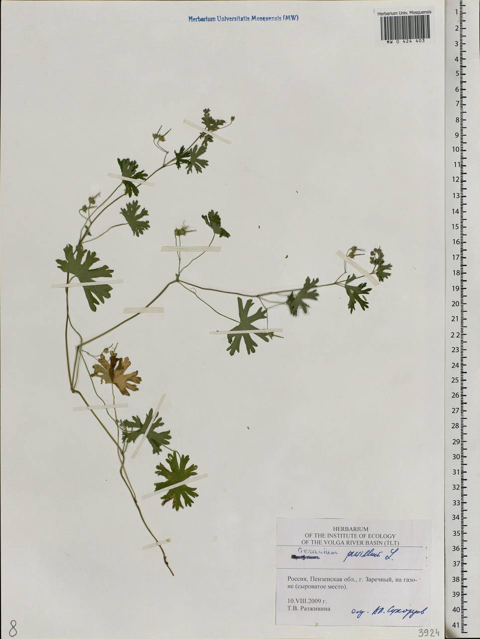 Geranium pusillum L., Eastern Europe, Middle Volga region (E8) (Russia)