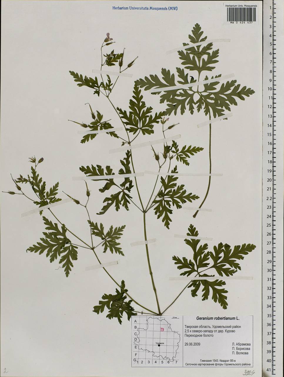 Geranium robertianum L., Eastern Europe, North-Western region (E2) (Russia)