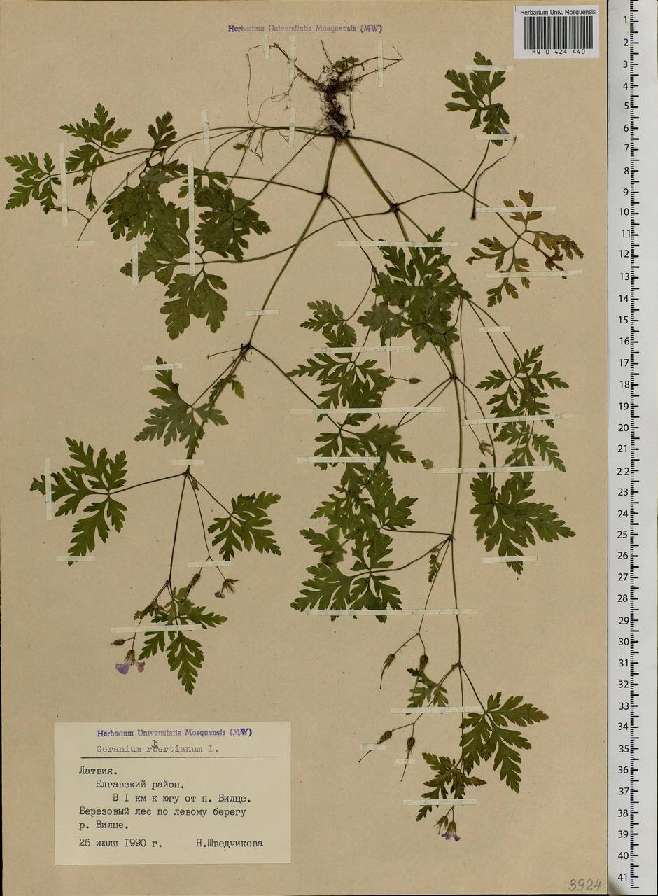 Geranium robertianum L., Eastern Europe, Latvia (E2b) (Latvia)