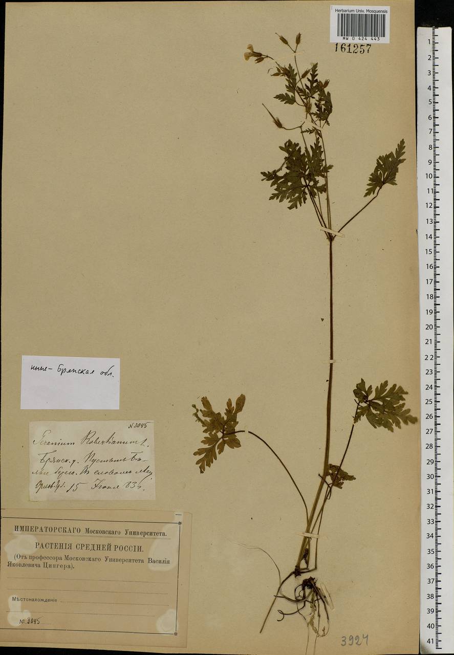 Geranium robertianum L., Eastern Europe, Western region (E3) (Russia)