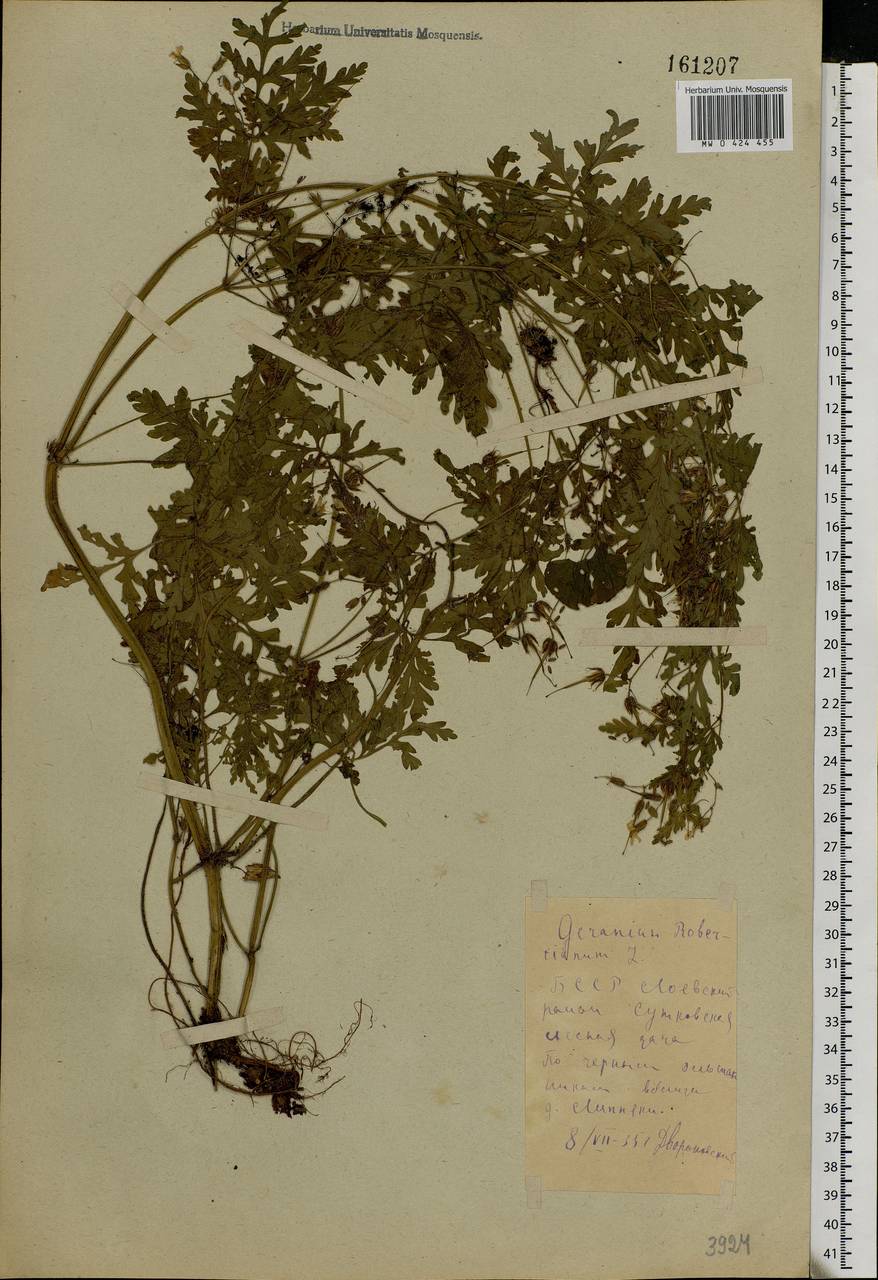 Geranium robertianum L., Eastern Europe, Belarus (E3a) (Belarus)