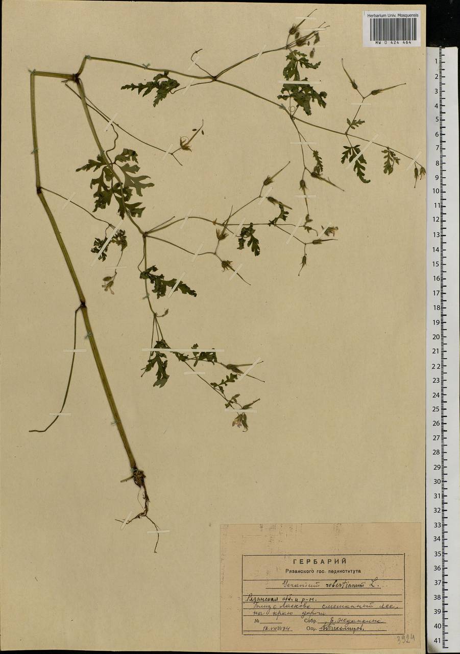Geranium robertianum L., Eastern Europe, Central region (E4) (Russia)
